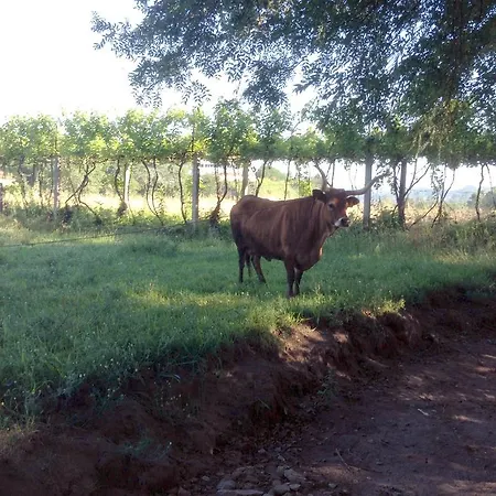 Casa Da Avó Casa de Férias *